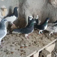 شهری بهبهانی|پرنده|شیراز, شهرک رضوان|دیوار