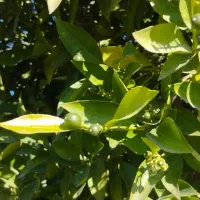 کارگر فضای سبز