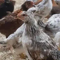 جوجه خروس و جوجه مرغ محلی
