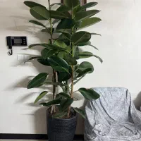 گل فیکوس سبز
