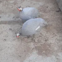 مرغ شاخدار|حیوانات مزرعه|شاهینشهر, کوی مهدیه|دیوار