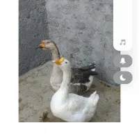 یک جفت قوغاز جوان و تخم گذار..ویک عدد مرغ شاخدار