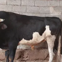 ۳ تا گوساله