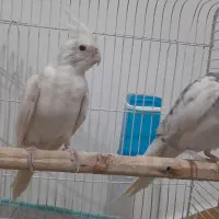 طوطی عروس آلبینو مولد|پرنده|رشت, نظری|دیوار