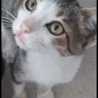 گربه