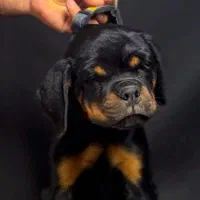 توله روتوایلر