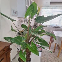 گلدان بابا آدم