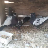 کفتر سینه سیاه