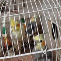 3تا طوطی عروس سخنگو