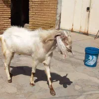بعده تخمی