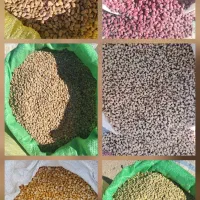 لوبیه چیتی تازه ۳۵۰۰۰۰