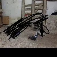 کبوتر‌‌گمشده‌