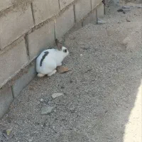 خرگوش ماده حامله ۲۵۰ت