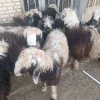 بره نر چاق|حیوانات مزرعه|گتوند, |دیوار