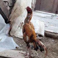 فنچ مرغ خروس