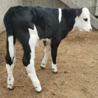 گوساله نر سیمنتال جنس