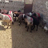 میش کاور تقلی گوسفند