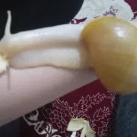 حلزون پرورشی سوپرمولد