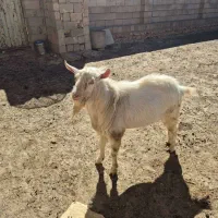 فروش چپش یه ساله سانن اصل|حیوانات مزرعه|بروجن, |دیوار