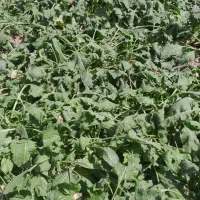 چغندر قندر برای مصرف دام