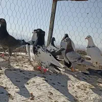 10تا کفتر بم فریمان