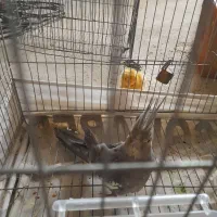 جفت عروس هلندی ۶ تخم|پرنده|بمپور, |دیوار