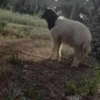 گوسفند نر