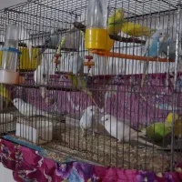 فروش مرغ عشق و عروس هلندی