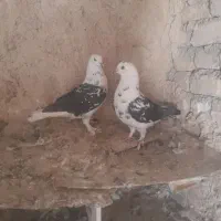 کبوتر تهرانی