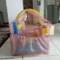 جفت مرغ عشق|پرنده|اهواز, کوی فرهنگیان ۱|دیوار