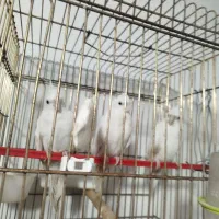 دو عدد البنیو نه ماه سالم سرحال