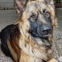 گم شدن سگ ژرمن نر|سگ|ری, علایین|دیوار