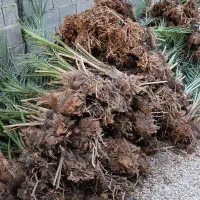 مرجع رسمی فروش نخل در کل جنوب کشور|خدمات باغبانی و درختکاری|آبپخش, |دیوار