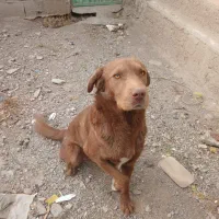 سگ ۱سالو نیمه نگهبان|سگ|پاکدشت, پاکدشت (مامازند)|دیوار