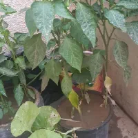 گل و کاکتوس اپارتمانی. پتوس هم موجوده