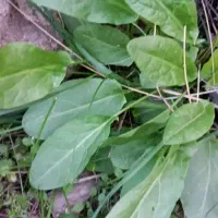 ترشک یا ساغتیریشو