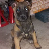 سگ مالینویز