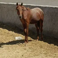 کره اسب کرد