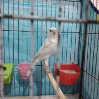 قناری ماده سیلور