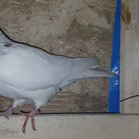 طوقی ماده|پرنده|بندر ماهشهر, |دیوار