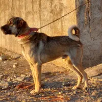 سگ سراب|سگ|قرچک, پویینک|دیوار