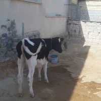 گوساله سمینتال ماده ۷ ماهه در بدره