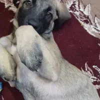 سگ میکس گمشده محدوده نادری چهار راه زند