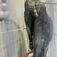 عروس هلندی سه ماهه و شش ماهه