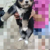 سگ پاکوتاه