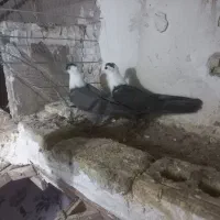 کبوتر رنگی کلاغ کاکلی و ... چناران