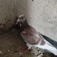 کفتر گمشده|پرنده|مشهد, ولیعصر (شهرک غرب)|دیوار