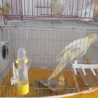 عروس هلندی