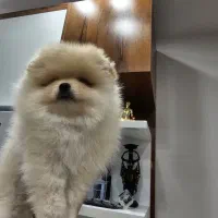 واگذاری سگ ژرمن گلدن پامر|سگ|ساری, |دیوار