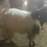 بز نر
